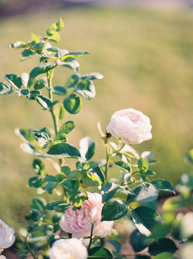 Light pink roses in warm sunlight