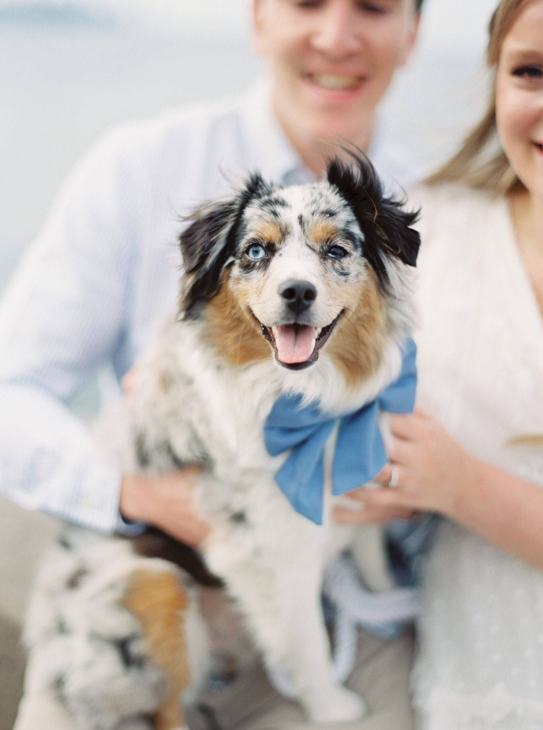 Chicago engagement photos with dogs